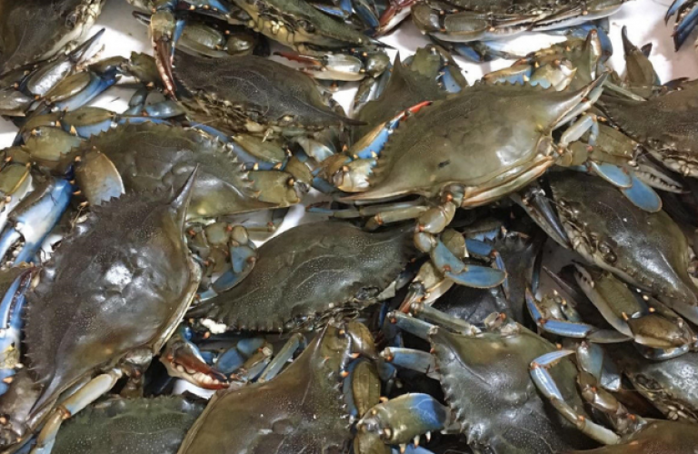 crabs