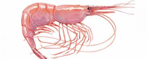 pink shrimp2 pink shrimp2