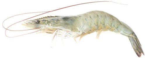 white-shrimp1 white-shrimp1