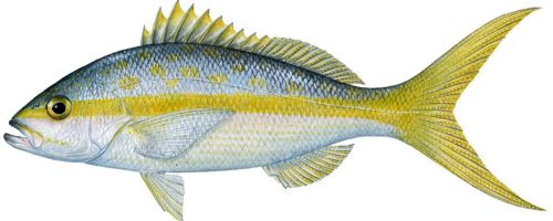 yellowtail snapper